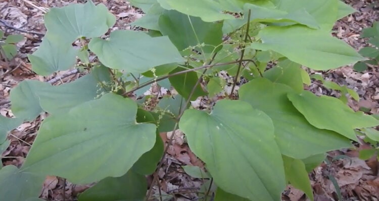 How to Grow Wild (Yam Dioscorea villosa, Colic root, Yam-root ...