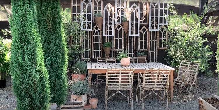 20 Plants for an Italian Garden for your Home