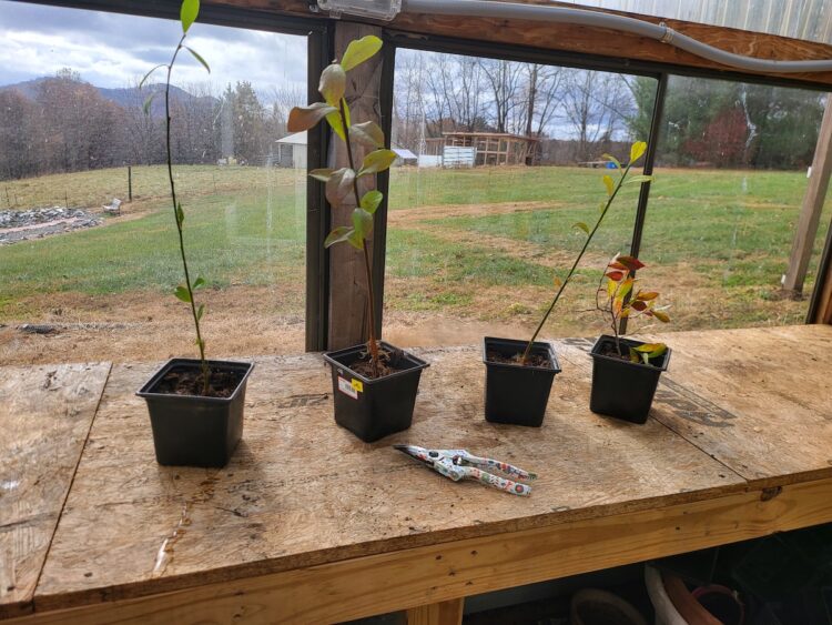 Quick Tip Turn One Blueberry Bush into Many with Cuttings and