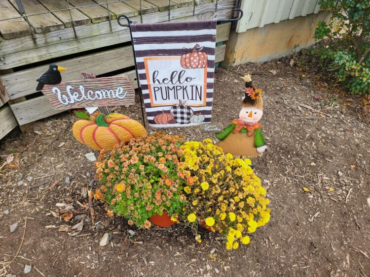 Quick Tip: Plant Your Decorative Mums
